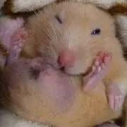 はむこの画像