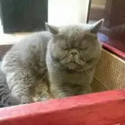karakoの画像