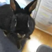 は―ちゃん
