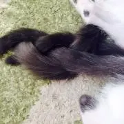 ひめむー