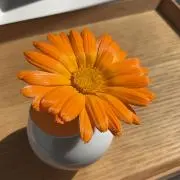 amaranthの画像