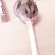 ゆん