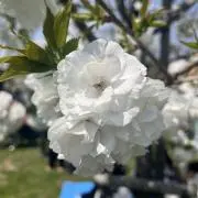 reの画像