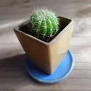 さぼてんの画像