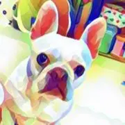 ぴょんの画像