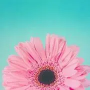 はるはるの画像
