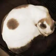 こめやんの画像