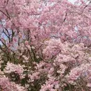 shinaの画像