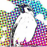 かわちゃんの画像