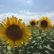 きよの画像