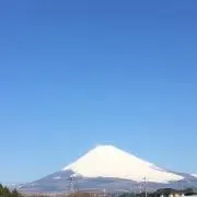 鳩
