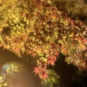 agurkの画像