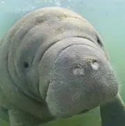マナティの画像