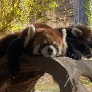 はむの画像