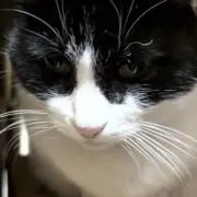 猫の画像