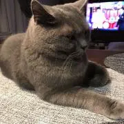 ぶりたろの画像