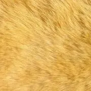 メープル