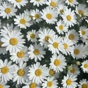 afの画像