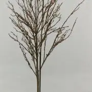 ドレミの画像