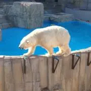 えだまめの画像