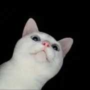 beeの画像