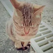 にゃんこの画像