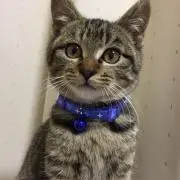 かつを兄さんの画像