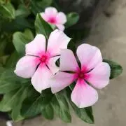 クーちゃんの画像