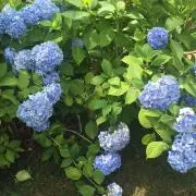 wmの画像