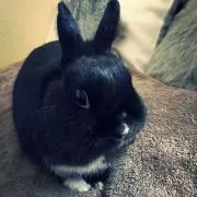 ぴのくろ