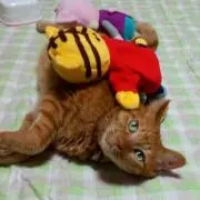 まりにゃんの画像