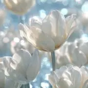 おもちの画像
