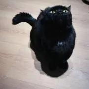 お星さまの画像