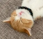 ★みーちゃん★の画像