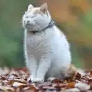 na---の画像