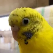 かすちゃ