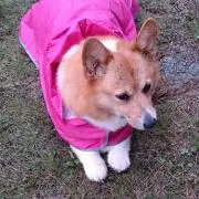 ジェニーの画像