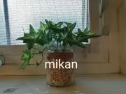 mikanの画像