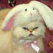 たらこ