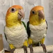 どん