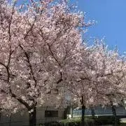 ラック