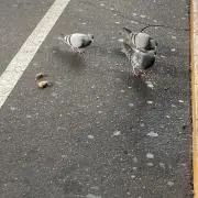 猫養毅の画像