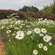 フルールの画像
