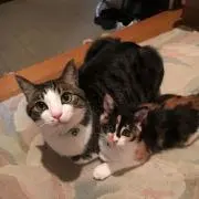 さくらたん