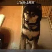 おいちゃんの画像