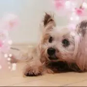 petite_ruruの画像