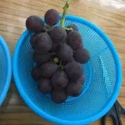 たかの画像