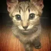 reibeeの画像