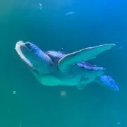 ぽちゃこ(プロフ必読)の画像