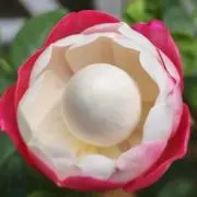 バラ苗 大苗 海外品種 レア薔薇 P!nk 0hara - メルカリ